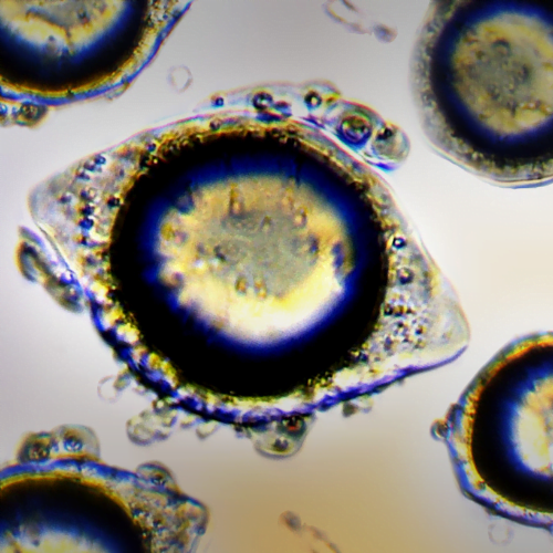 2x BMT® Q10 + Selenium MICROENCAPSULATED -20%