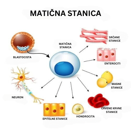 2x BMT® Q10 + Selenium MICROENCAPSULATED -20%
